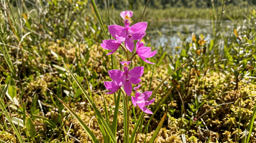 Grass Pink Orchid